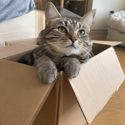 Pet photo