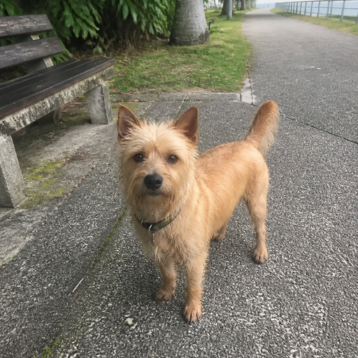 Pet photo