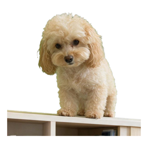 Pet Memes (9 classics) — example sticker 6