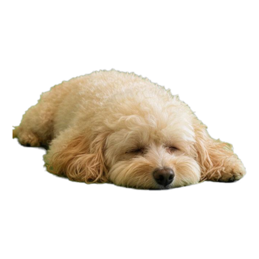 Pet Memes (9 classics) — example sticker 8