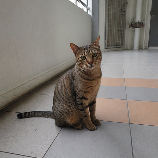 Pet photo